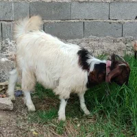 بزغاله ماده|حیوانات مزرعه|ینقاق, |دیوار