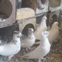 کله برنجی کاکل ومعمولا همه باهم به فروش می‌رسند|پرنده|مهریز, |دیوار