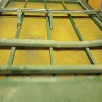 بذر یونجه ماهان درجه یک