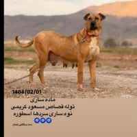 ماده سگ سرابی اصل نسل دار