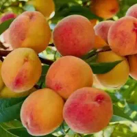 هرس باغ و باغچه و ویلا|خدمات باغبانی و درختکاری|زنجان, |دیوار