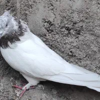 چن جفت پاجفتی ب علت دعوا|پرنده|بهارستان, |دیوار