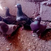 کبوتر