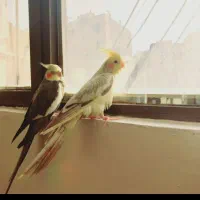 جفت بچه هام گمشده ن