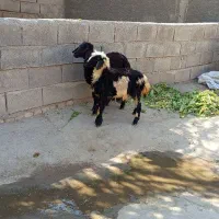 بره نر