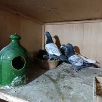 ۱۶ تا جوجه پاکستانی|پرنده|رشت, تازه آباد|دیوار