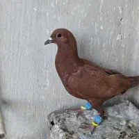 کود بار فضله کفتر کبوتر تربت حیدریه