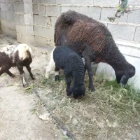 گوسفند بره دار دوقلو|حیوانات مزرعه|آق قلا, |دیوار