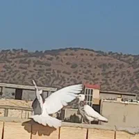 کبوتر گلچین رنگی طوقی سینه ای کله ای|پرنده|لردگان, |دیوار