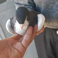 سلام خدمت دوستان گل|پرنده|شیراز, پادگان بعثت|دیوار