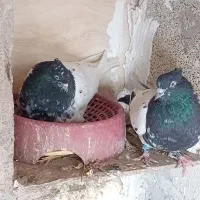 کبوتر چپ افشون وسینه سرخ جفتگاه|پرنده|مشهد, امیرآباد|دیوار