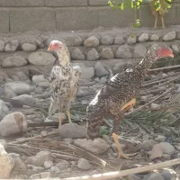 جوجه اوشامو|حیوانات مزرعه|تخت, |دیوار