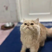 گربه پرشین|گربه|کاشان, پاقپان|دیوار