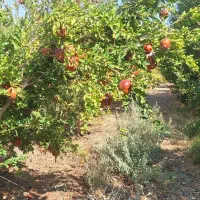 اجاره باغ انار|اجارهٔ دفتر صنعتی، کشاورزی، تجاری|دهاقان, |دیوار