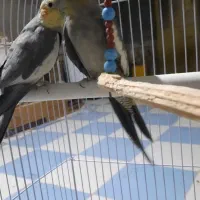 فروش یک جفت عروس هلندی سخنگو|پرنده|زهک, |دیوار