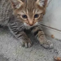 ۳ تا بچه گربه ی چهاررماهه