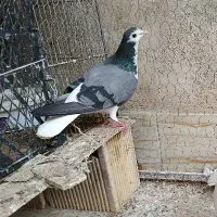 کبوتر نروماده دمگیر|پرنده|اصفهان, جاوان|دیوار