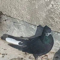 سلام چندتا غریب گیری به فروش می‌رسد