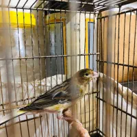 قناری ابلق ۴ماهه