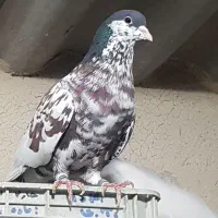 جفت شهری بی عیب|پرنده|بانش, |دیوار