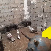 کبوتر جفتی ۸۰۰