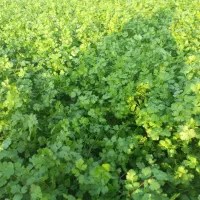 سبزی خورشتی|خوردنی و آشامیدنی|شوش, |دیوار