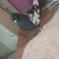 فک کنم نر است کاکلی و پرشی|پرنده|شیروان (خراسان), |دیوار