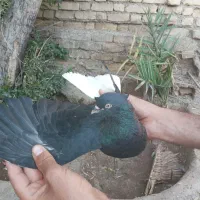 کبوتر|پرنده|کلاردشت, |دیوار