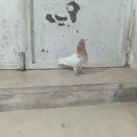 طوقی های درجه یک|پرنده|اردبیل, |دیوار