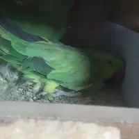 طوطی ملنگونروماده