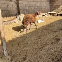 بره ماده گوسفند