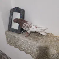 کفتر کله سرخ هل نر مس وسینه سیاه نر