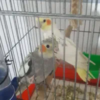 جوجه عروس
