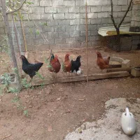مرغ و خروس