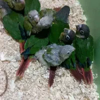 طوطی گیرینچیک