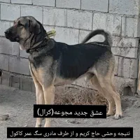 کرال ۱۴ ماهه