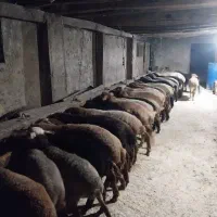 بره گوشتی زنده کیلوی ۸۵۰ هزار تومان