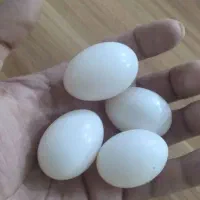 ۴ عدد تخم کفتر