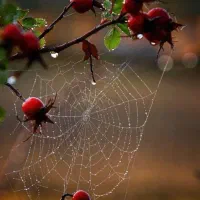 زمین با موقعیت جنب کافه پل سیاه درویشان