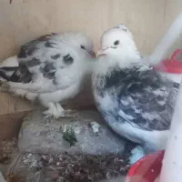 یه جفت کبوتر پاپر