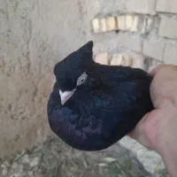 فروش کفتر آبادانی.