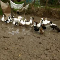 اوردک نر و ماده 15عدد برای فروش|حیوانات مزرعه|رشت, لاکان|دیوار