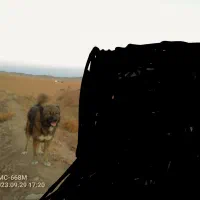 واگذاری ۲قلاده سگ گله|سگ|مشهد, تبادکان|دیوار