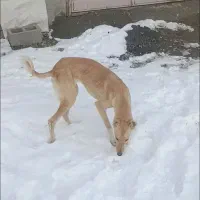 توله تازی ماده