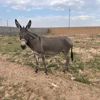 خر باربر|حیوانات مزرعه|یزد, |دیوار