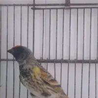 سره گلبسر|پرنده|اسلامشهر, شهرک الهیه|دیوار