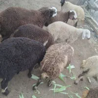 بره نره ماده فروشی