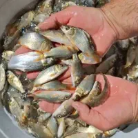 فروش ماهی بچه ماهی ۳ و ۴ بند انگشت