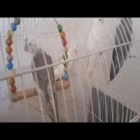 دوجفت نروماده الببنو و تعدادی فنج بالغ ونروماده