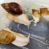 حلزون  اچاتینا  حیوون خونگی های آروم و دوست داشتنی